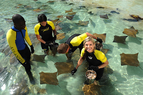 Atlantis Stingray Experience at Atlantis’ Dolphin Cay