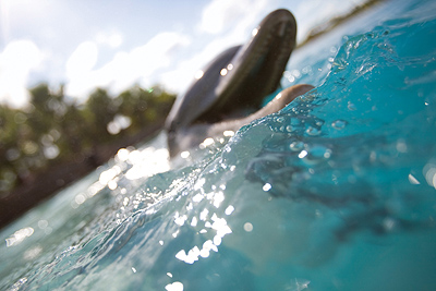 Open Ocean Dolphin Swim