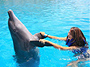 Dolphin Encounters