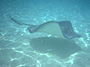 Gibbs Cay Beach & Stingray Encounter