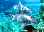 Dolphin Encounter